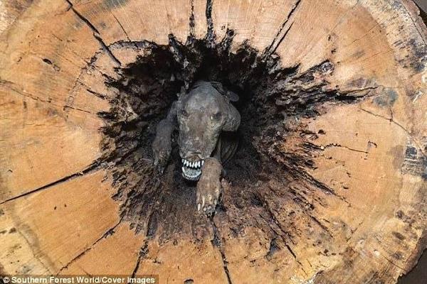 大卫·路易斯-乐鱼app(leyu)官方网站-乐鱼官网