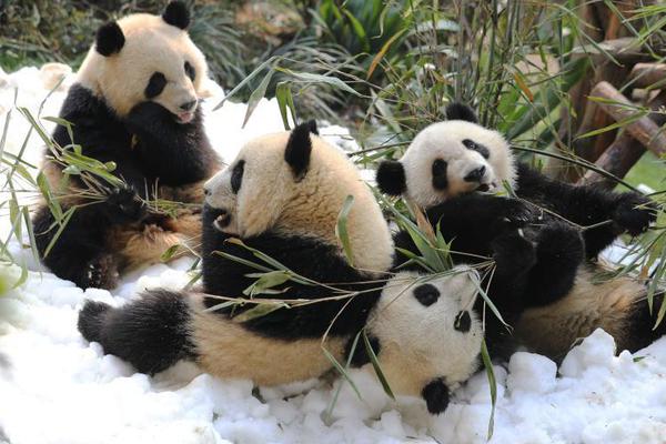 阿斯顿维拉vs曼联