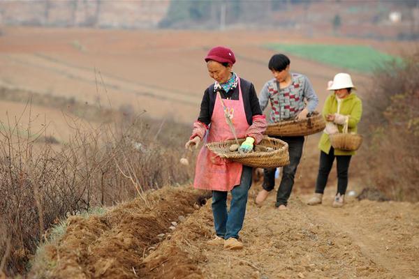 昏睡红茶是什么梗