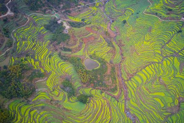 薏米可以和绿豆一起煮吗