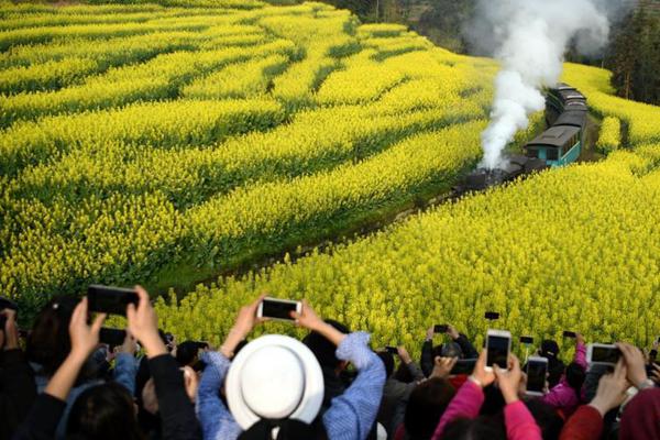 韭菜花一般在幾月上市