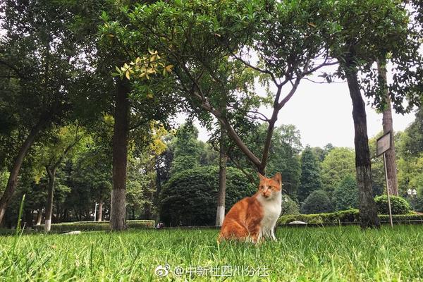 野山坡属于那个地区