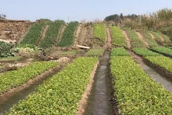 足协杯：侯永永处子球 北京国安淘汰长春亚泰晋级八强