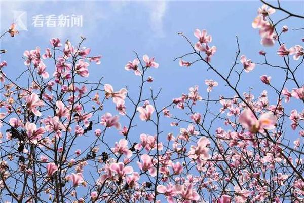 日本仓库百人，在线视频与剧情探索