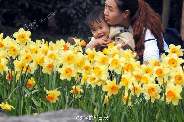 风月海棠——网络视频内容探索