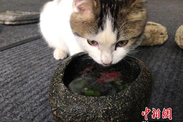 不要了受不了——网络影视资源大放送