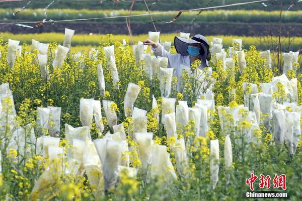 吃菠萝不加盐会怎么样