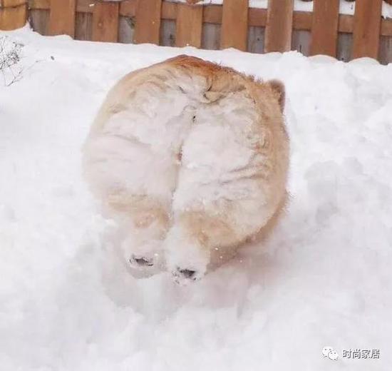 汪:我有点不知道应该先迈哪条腿了…