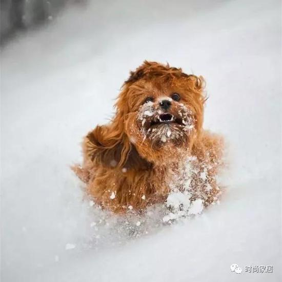 汪：呦吼！下雪喽！冲啊！！