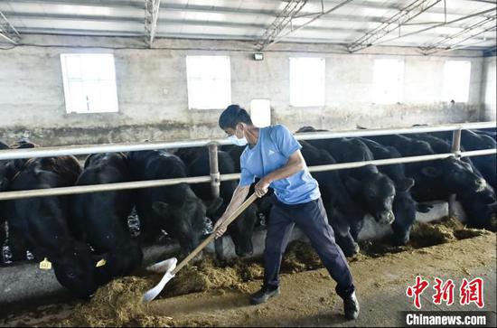 图为扎兰屯市蒙东肉牛养殖场内,工人正在给肉牛投喂饲料。 姜哲 摄