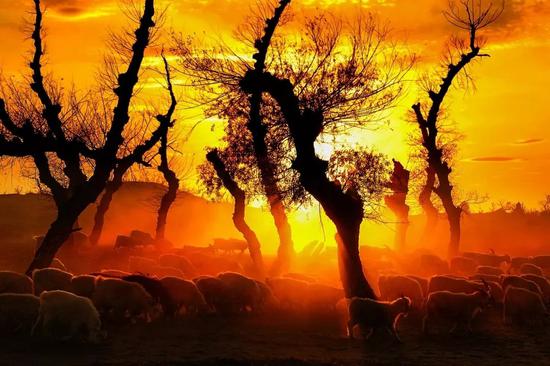 奇观美景--奈曼怪柳