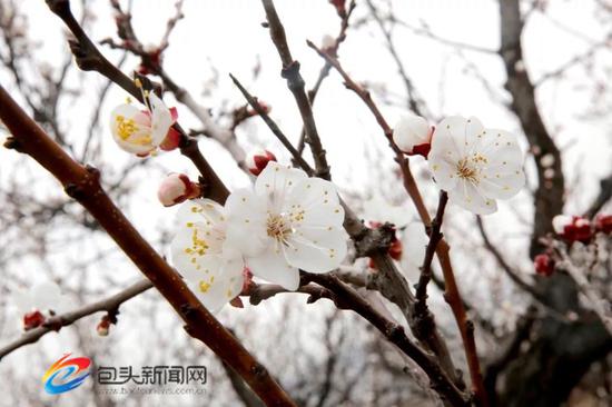 土右旗第五届杏花旅游文化节在沟门镇大雁滩景区举行