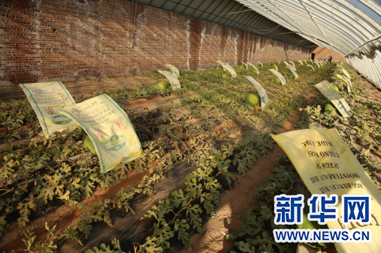 瓜棚一角。新华网 杨腾格尔 摄