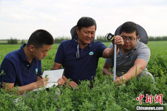 图为科研人员采集苜蓿草数据。 李光明 摄