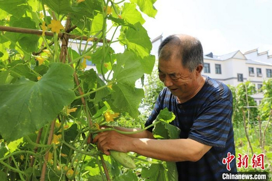 图为刘凤泉在自家小菜园摘黄瓜。 曾令刚 摄