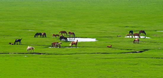 爱上内蒙古 | 在科尔沁大草原 四季风情草原奔马