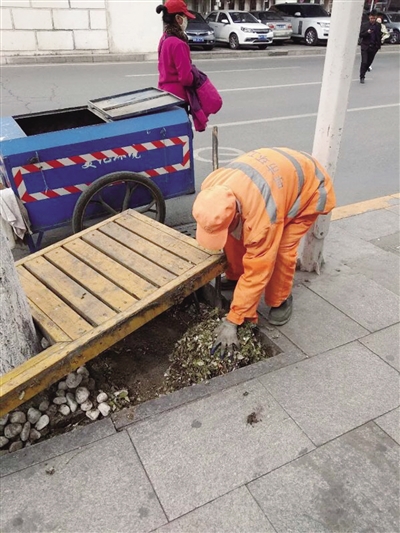 近段时间,新城区环卫部门组织环卫工人清理辖区各路段树木圈底下的杂物。
