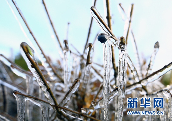 春芽萌动。新华网 石毅 摄