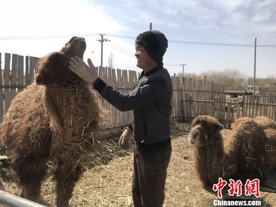 图为王喜和养殖的驼羔。 王荣 摄
