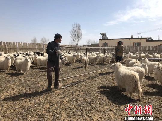 图为王喜和夫妇喂养羊群。 王荣 摄
