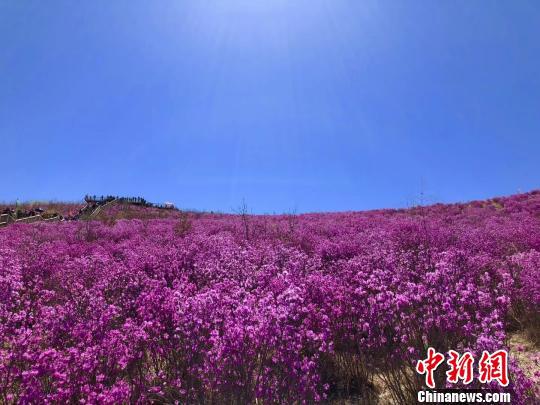 图为呼伦贝尔扎兰屯杜鹃花海吸引大量游客。内蒙古文化和旅游厅供图