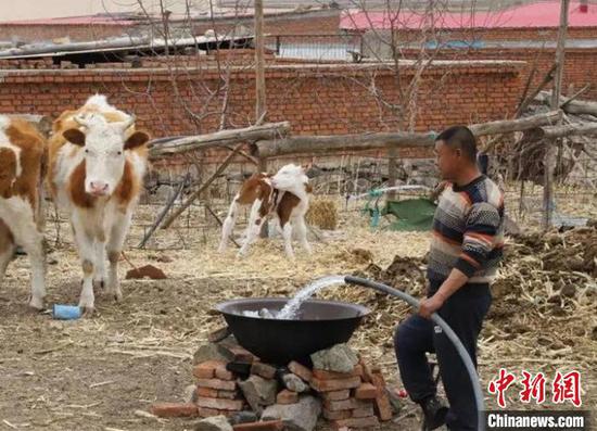 图为陈占华精心喂养他的“扶贫牛”。 黄欣红 摄