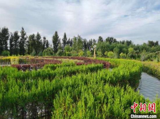 图为绿意盎然的恩格贝生态示范区。 李爱平 摄