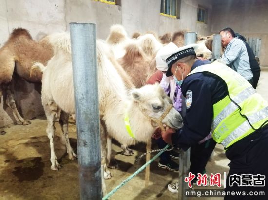 图为民警为大型牲畜佩戴反光“安全带”。