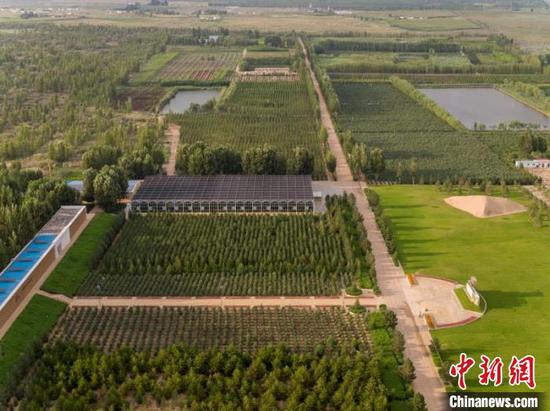 图为治理后的库布其沙漠绿意盎然。 鹏飞 摄