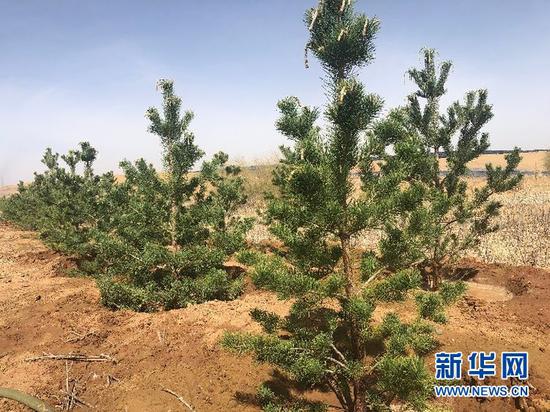 库布其沙漠花香大道穿沙公路两旁种植的树木。新华社记者哈丽娜摄