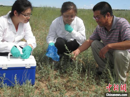 图为天然药用植物调查与样品采集现场。内蒙古农牧业科学院供图