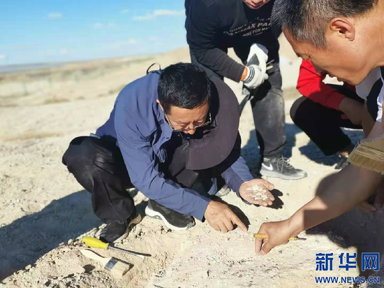 王军有(左)在野外采集化石标本。新华网发