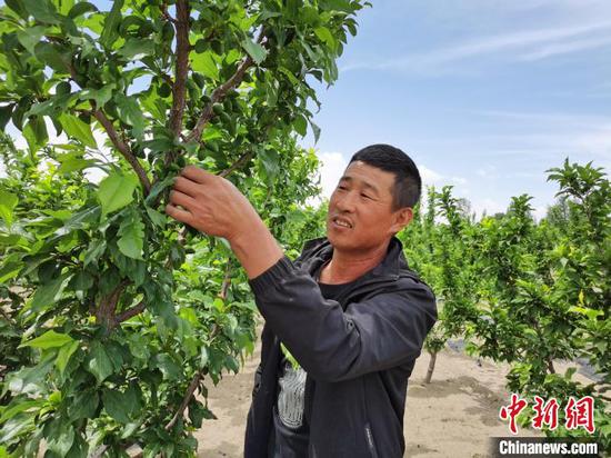 图为赵洪民在为“贵妃” 李疏果。 胡建华 摄