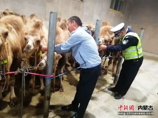 图为民警为大型牲畜佩戴反光“安全带”。