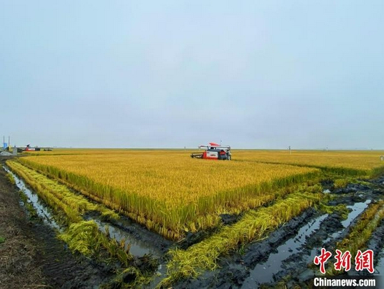 图为如今,白茫茫的盐碱地蜕变成金灿灿的稻田。 张玮 摄