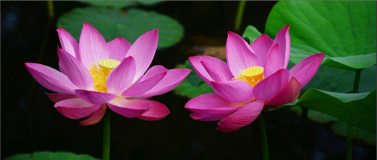 QQ截图20150508153627.png 《荷花》