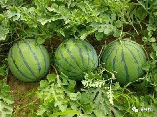 640.webp (16).jpg 没在艳阳天摘过西瓜