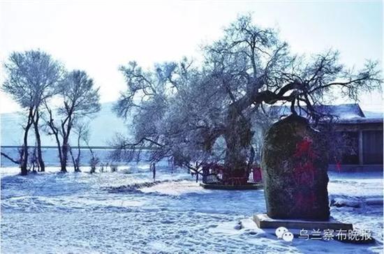 640.webp (3).jpg ●大榆树(卓资) 摄影:张建新