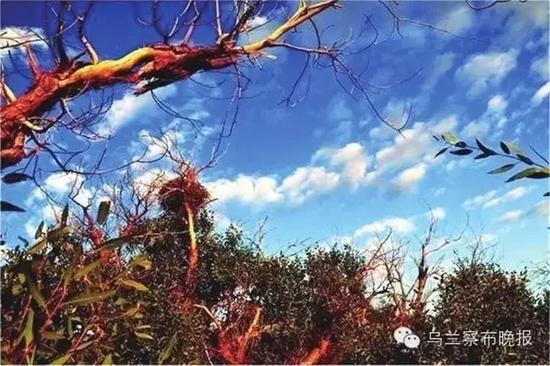 640.webp (2).jpg ●杜尔伯特草原胡杨 摄影:特格西