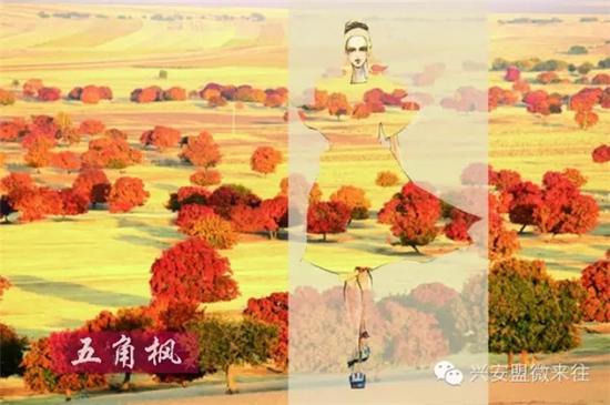 640.webp (8).jpg 五角枫的枫叶,热情似火的橘色,满满的元气。