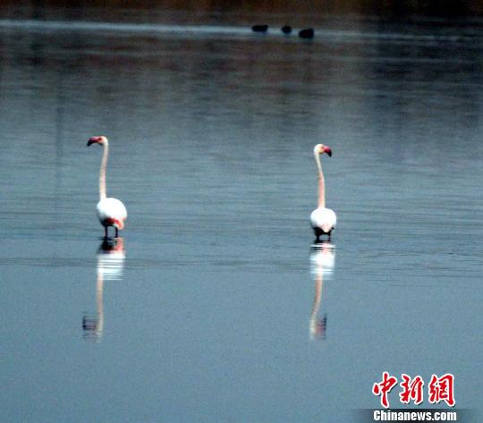 图为森林公安发现的火烈鸟。 马学献 摄
