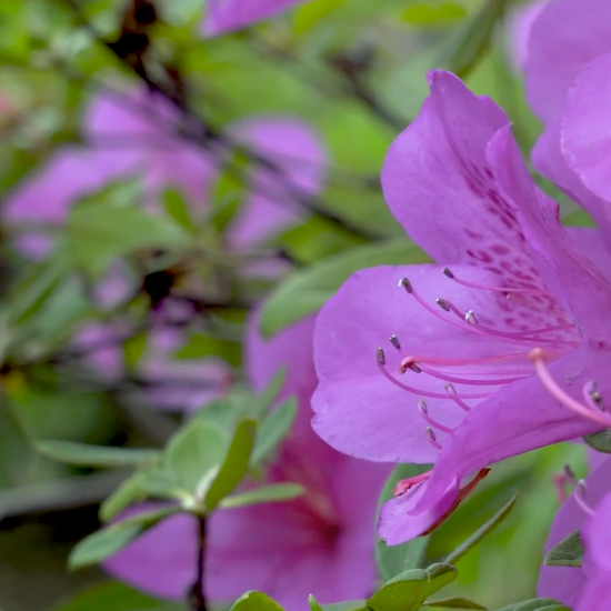 杜鹃花