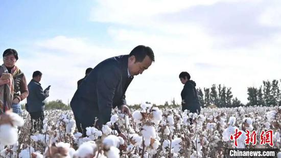 图为阿拉善盟试种成功的棉花新品种。 武超 摄