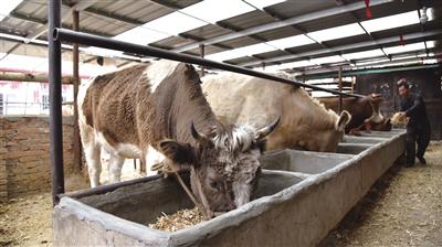 大明镇肉牛存栏已达到1.85万头。 冯雯雯 摄