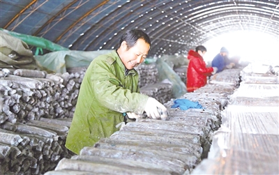 克什克腾旗农民正为菌棒打孔