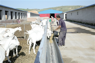 清水河县宏河镇聚宝庄村有贫困户参与的养羊基地。