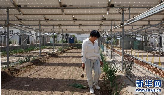 5月13日,内蒙古巴彦淖尔市五原县隆兴昌镇联星村村民杨改枝在自家小院里查看蔬菜长势。新华社记者 侯维轶 摄
