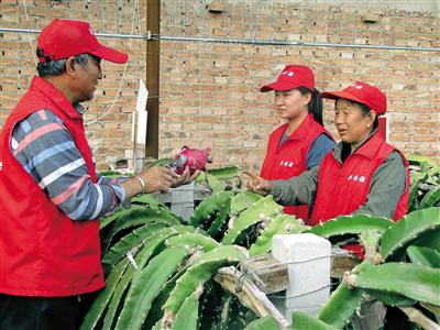 对社员进行火龙果技术指导