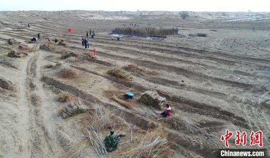 航拍内蒙古自治区通辽市内的科尔沁沙地腹地,民众种植黄柳。(资料图片) 侯显锋 摄