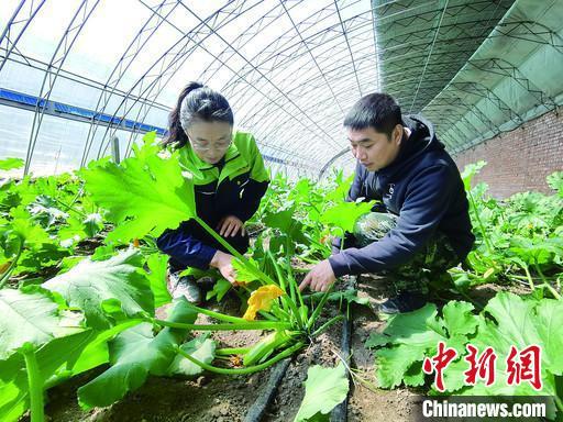 图为齐伟征正在查看角瓜长势。 李烨琳 摄